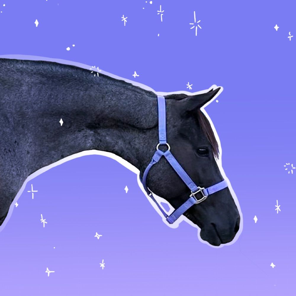 Scout