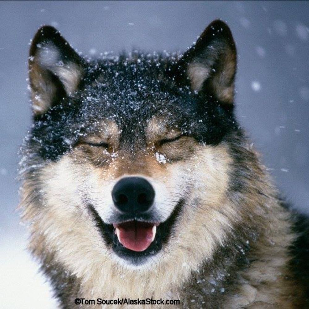 GOOD WOLF