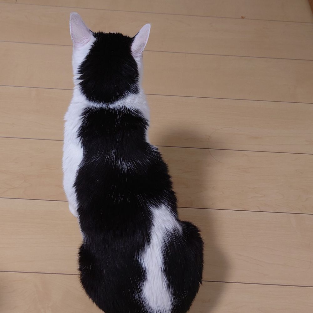 うさもも