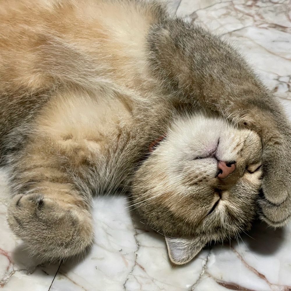 MORTYTHECAT