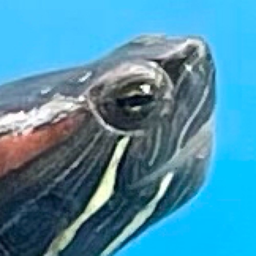 mayumalis