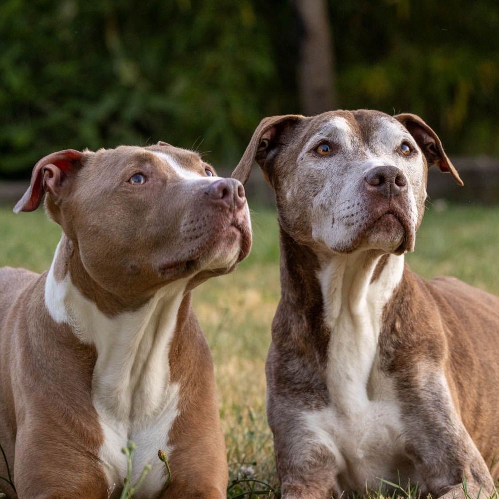 Pallis Dogs