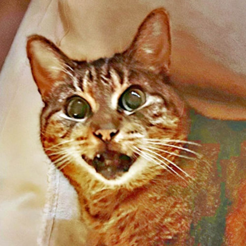 abstract cat