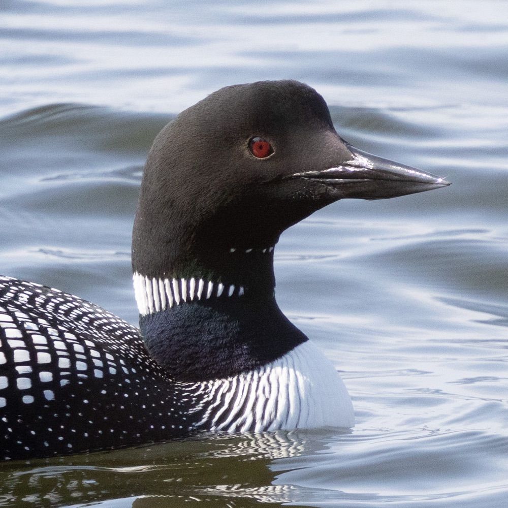 icabird