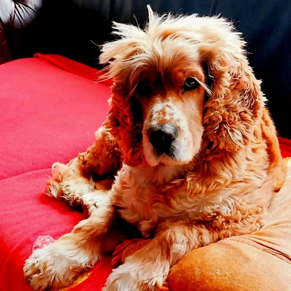 Gülçin Ege