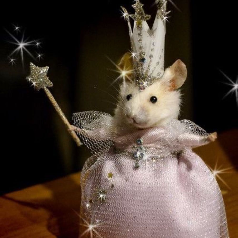 rat