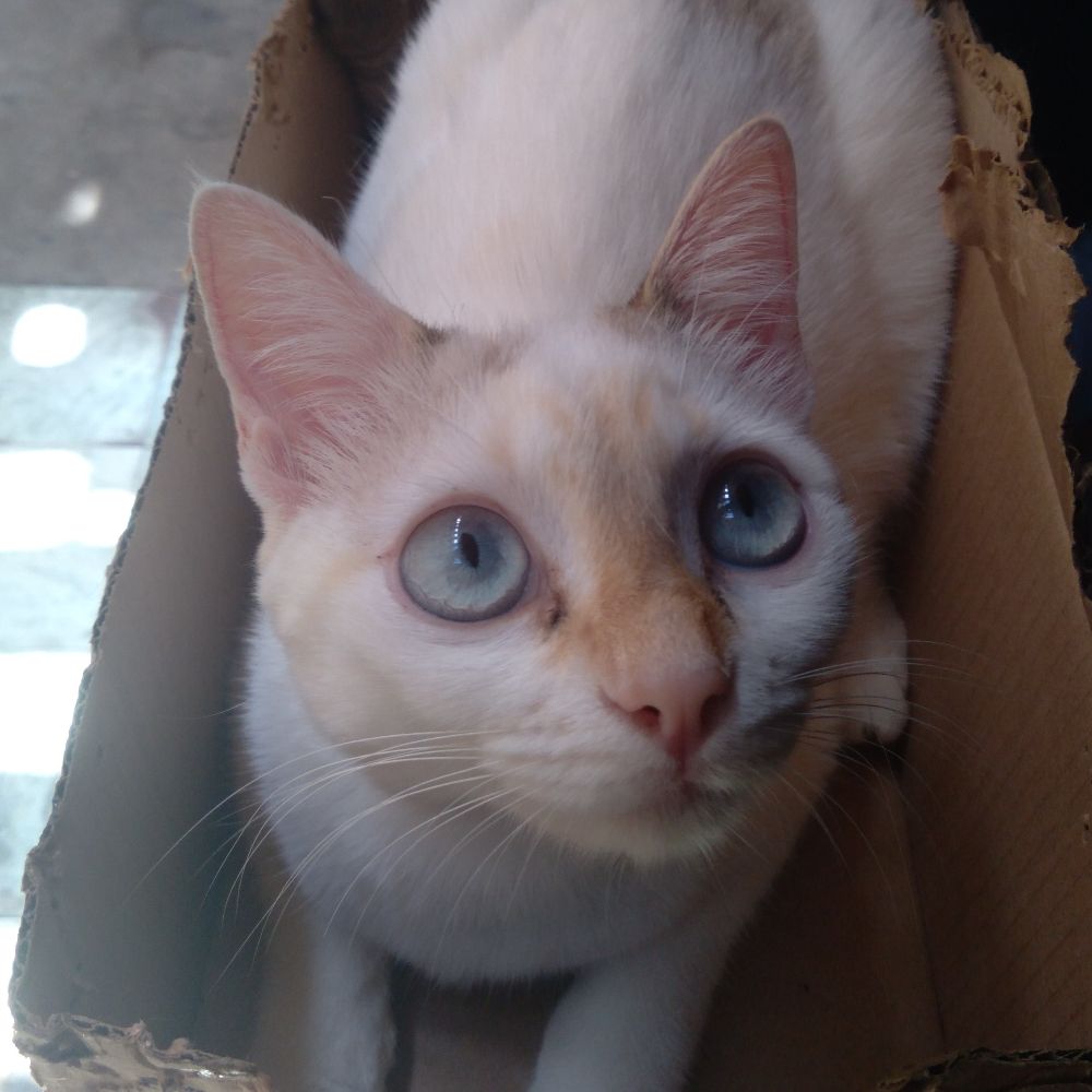 karol 