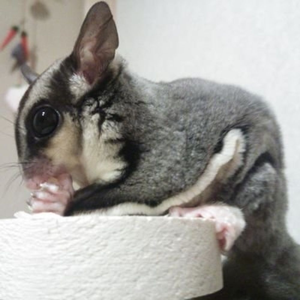 sugargliderpn.bsky.social