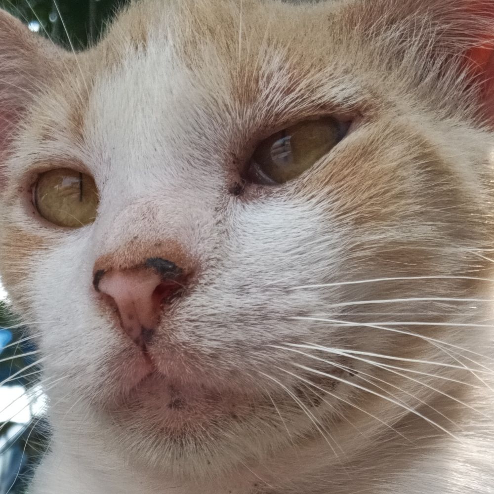 mimi
