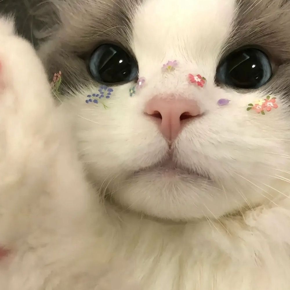 Meow