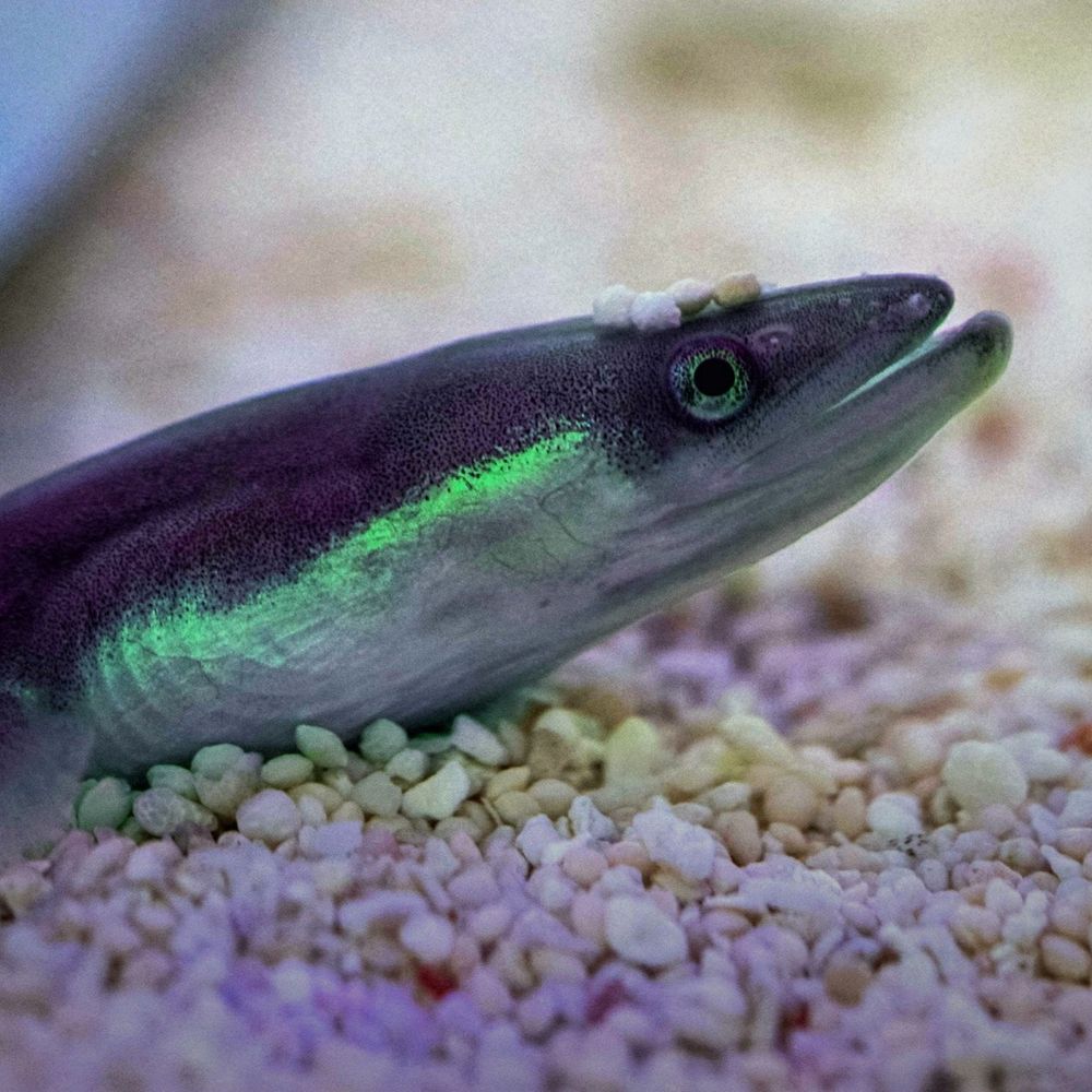 Elliot Eel 🐟