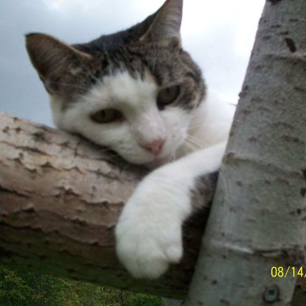 Cats I Love