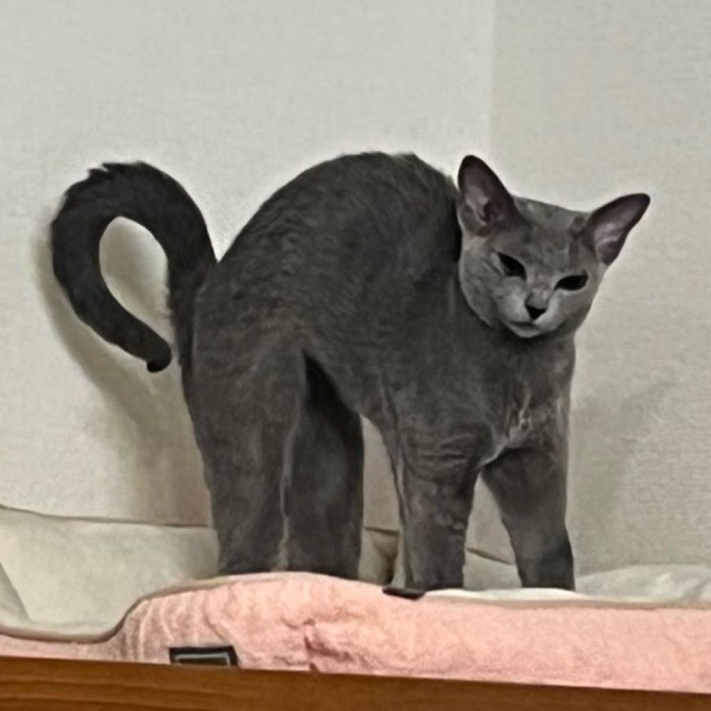 しょみー