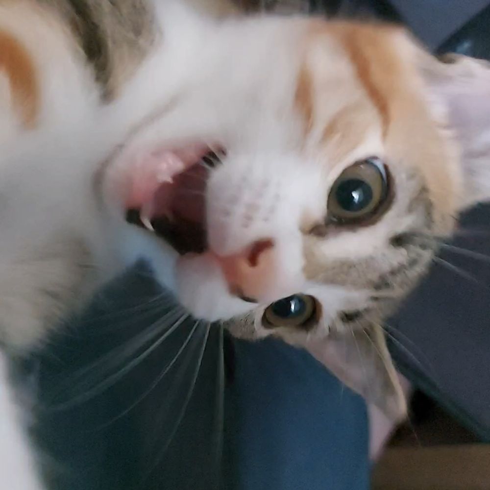 luc