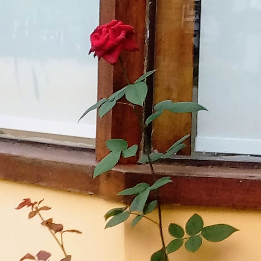 ꧁🥀lσrєnα🥀꧂