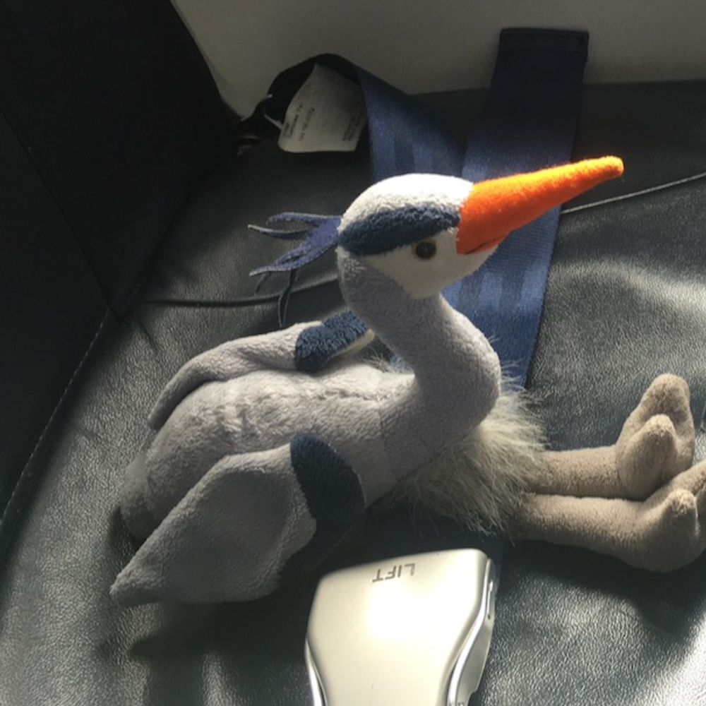 Kate McFarland (and Traveller Heron)