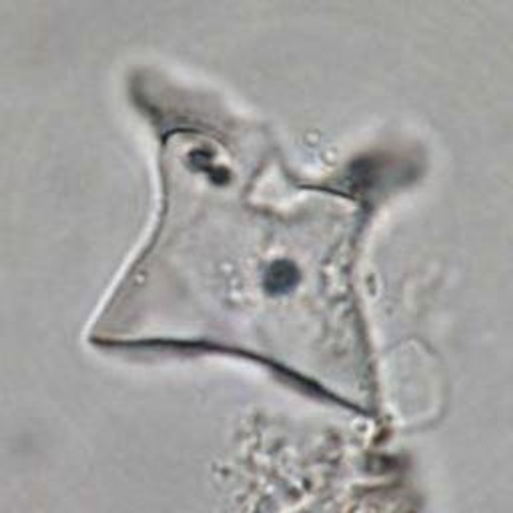 Strömberg Lab