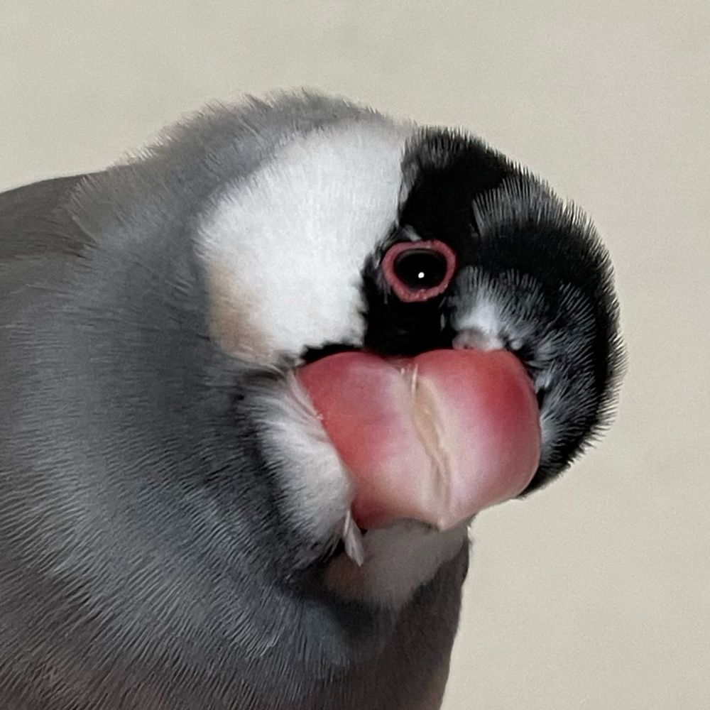 紅。