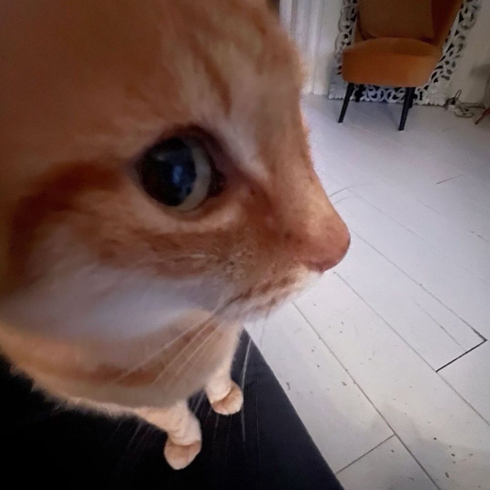kittyyy !