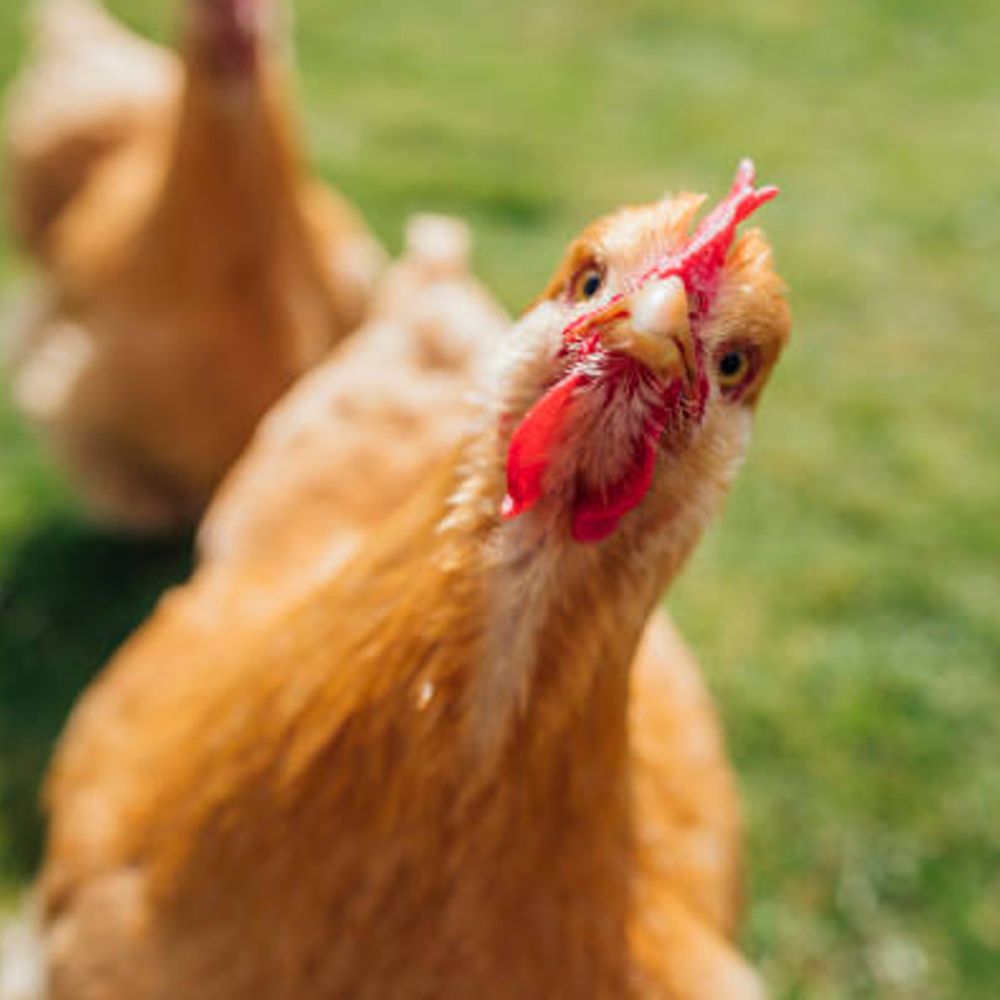 Did I See Chickens Today?