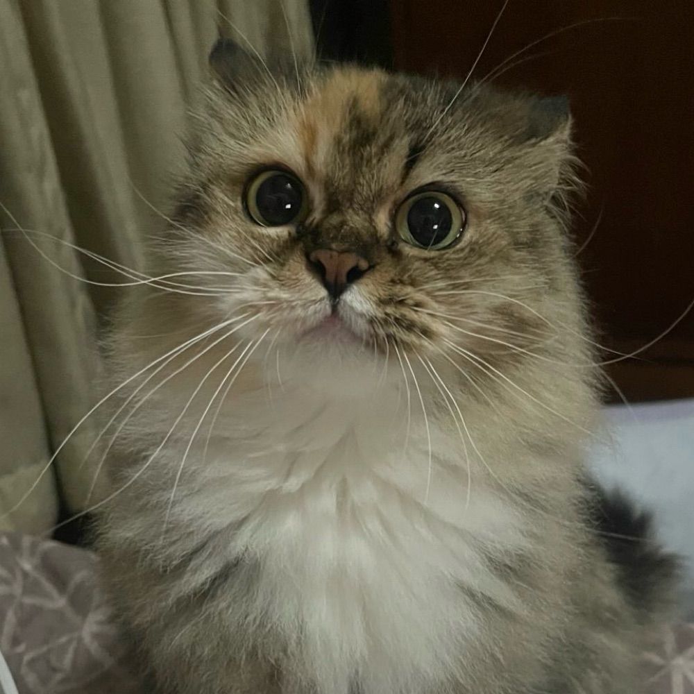 ❀✿ ゼンリン ✿❀