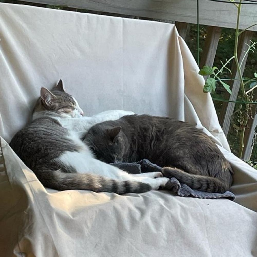 Io & Oi