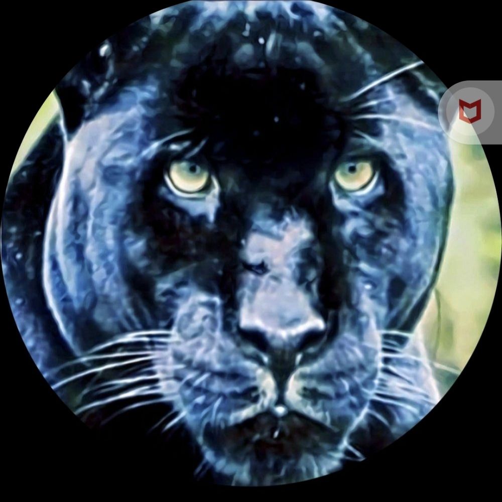 blackpanther25.bsky.social profile picture