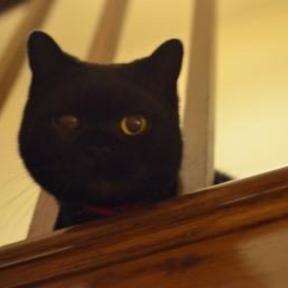 meowhicks