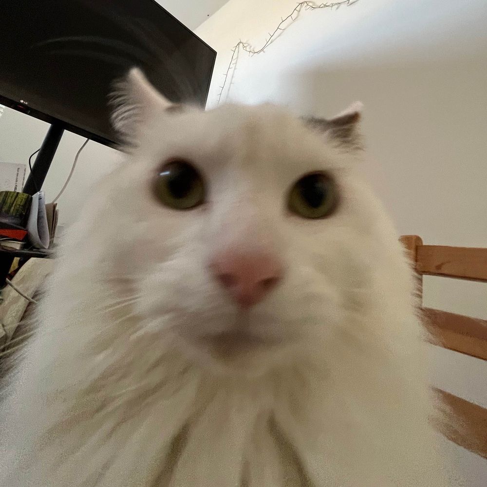 redishcat 