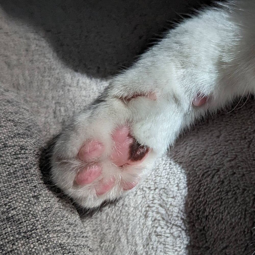 ゆりっち
