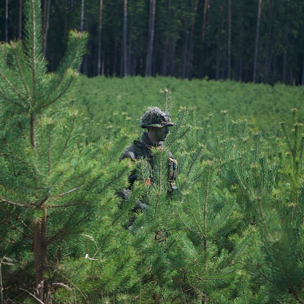 Pine