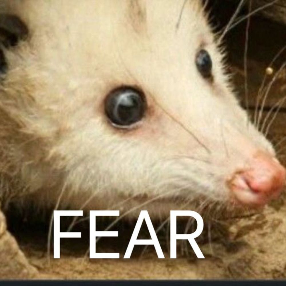 The Dice Opossum