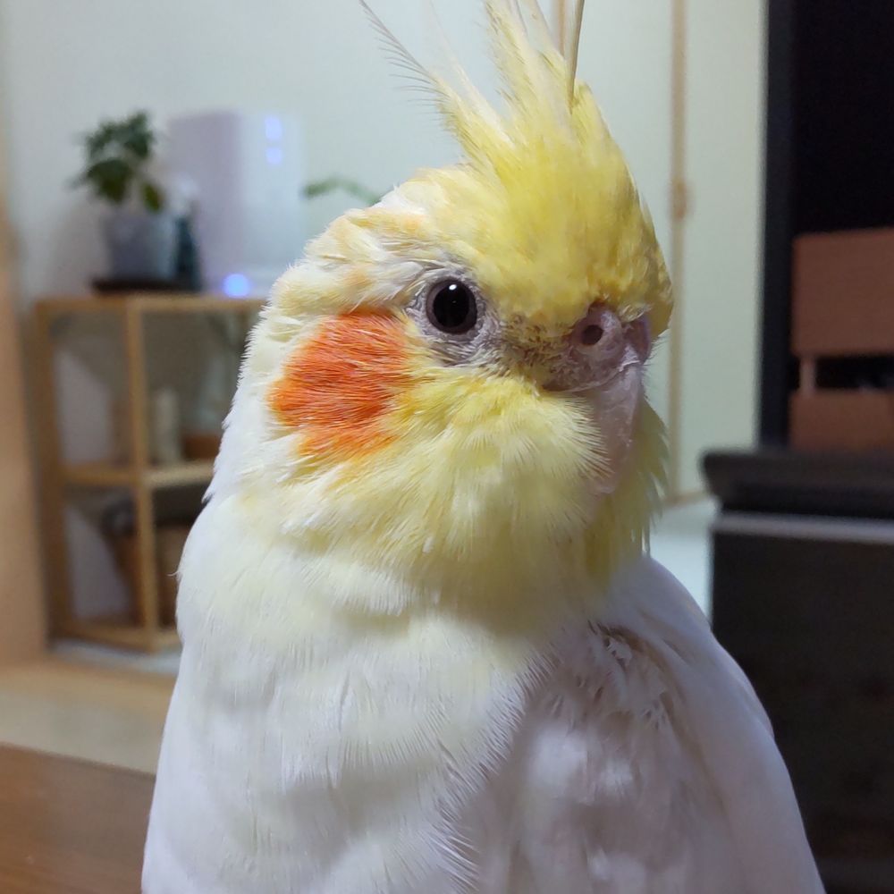 みらぽん
