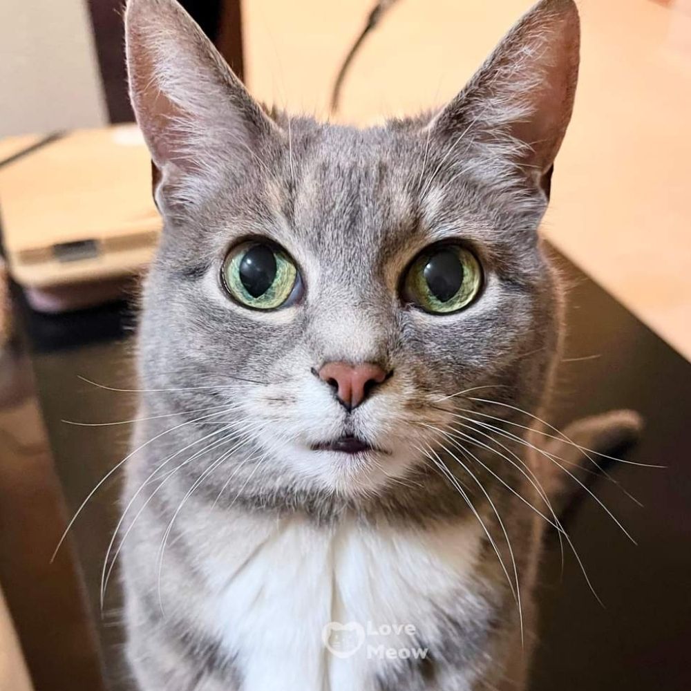 Catsky
