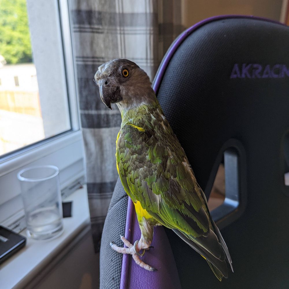 Arwen