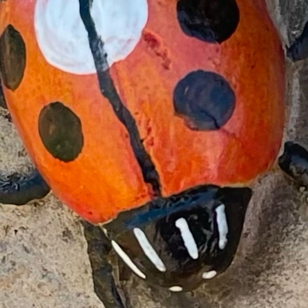 LadybugYogi
