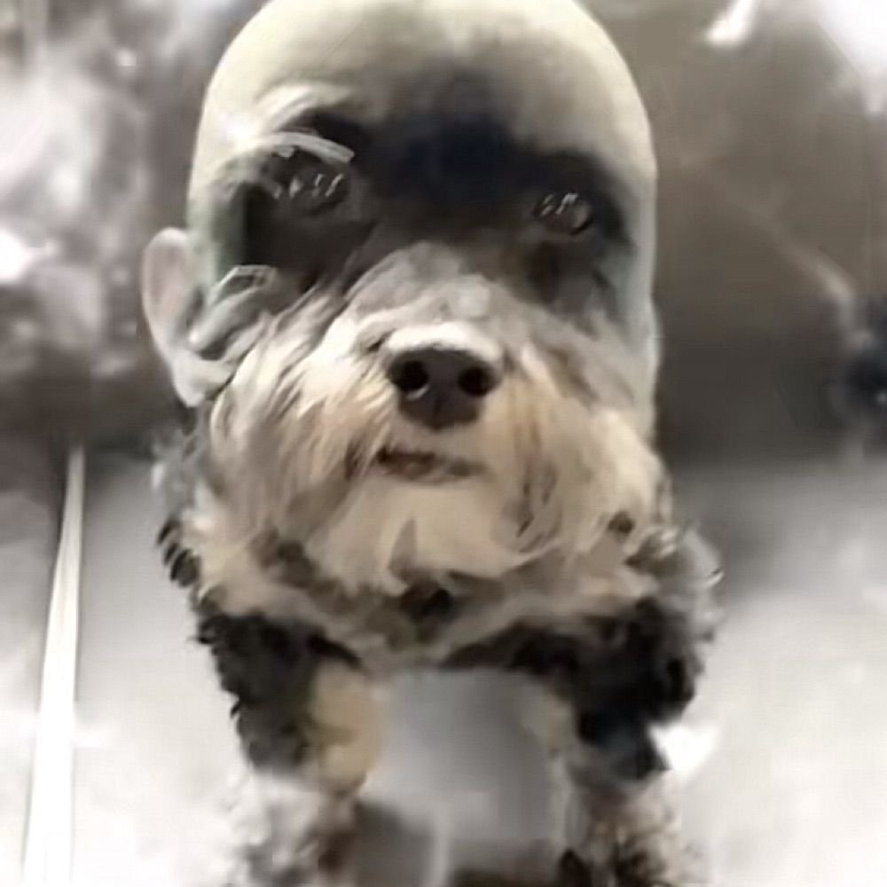 bubu