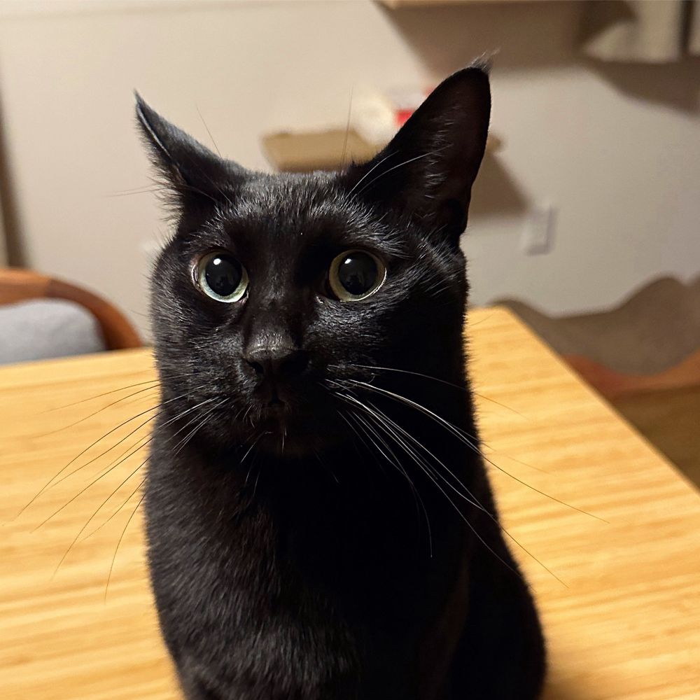 こねこ