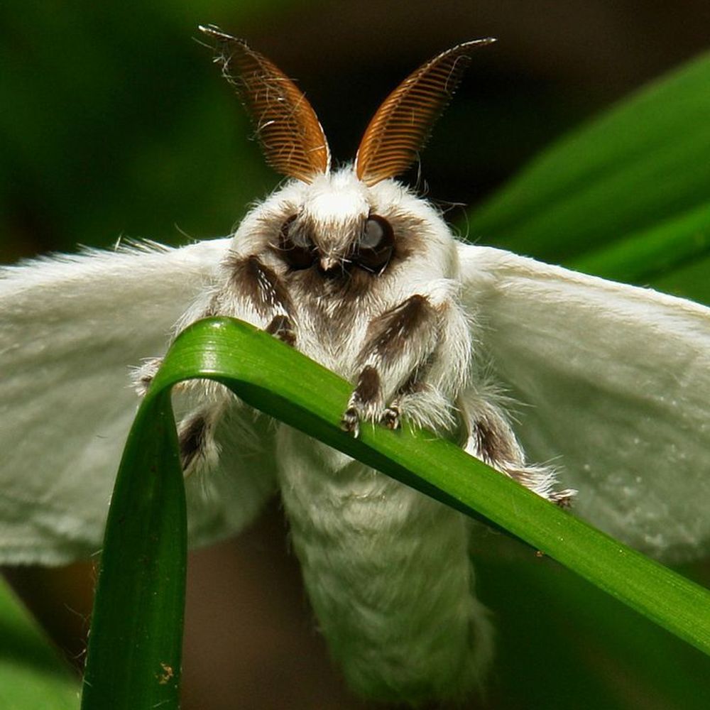Moth