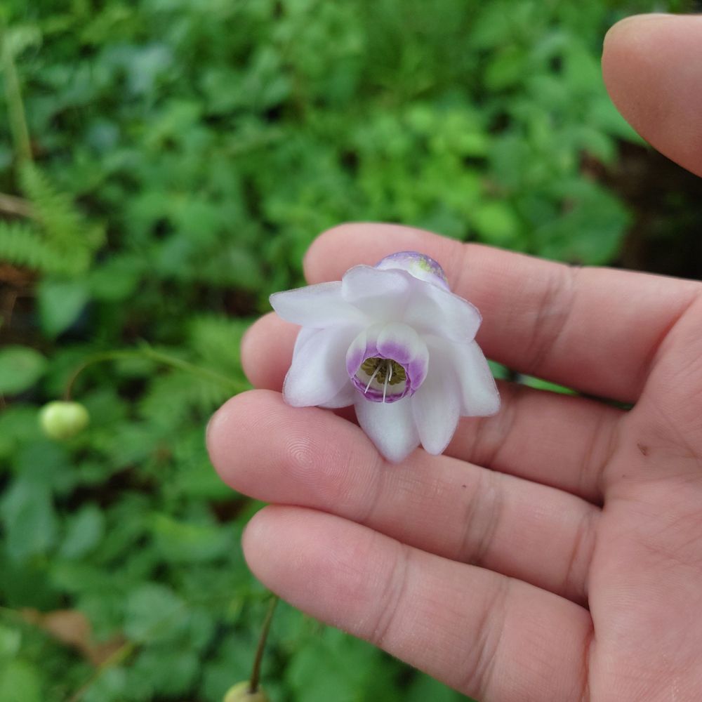みねかえで