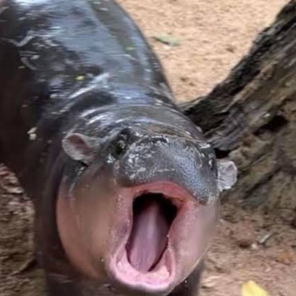 moo deng ruindade pura
