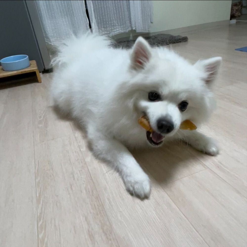 🐶