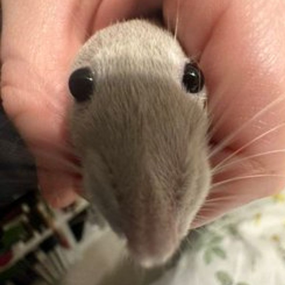 Chipomaht