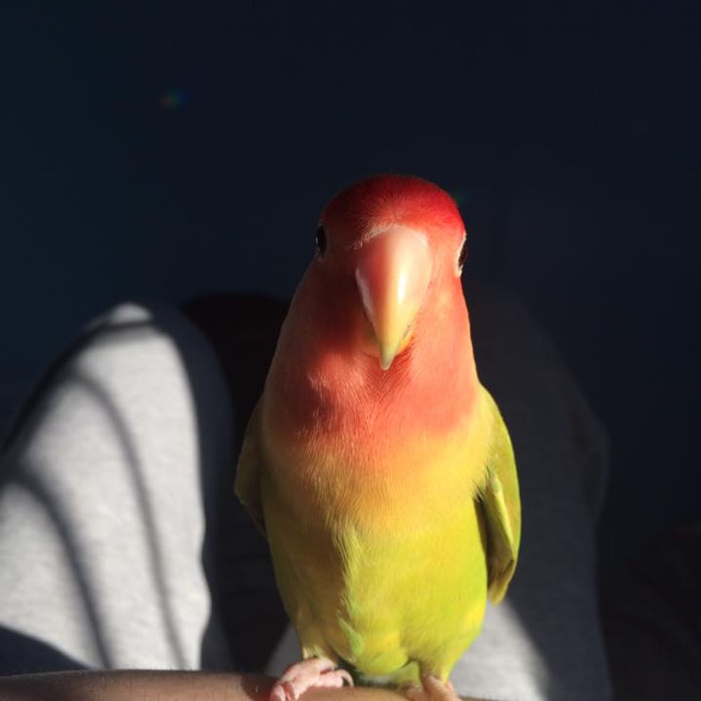 Little Bird