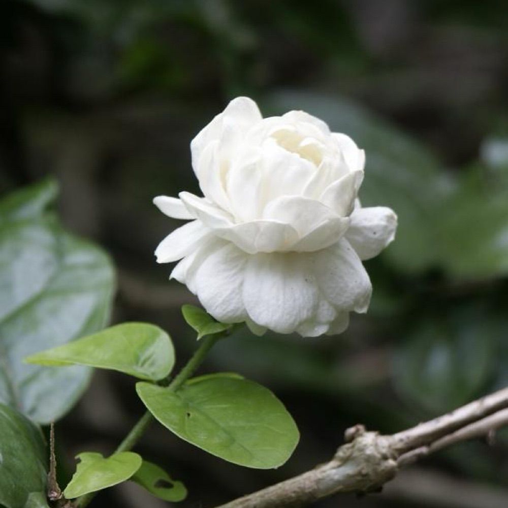 Jasmine.Florida