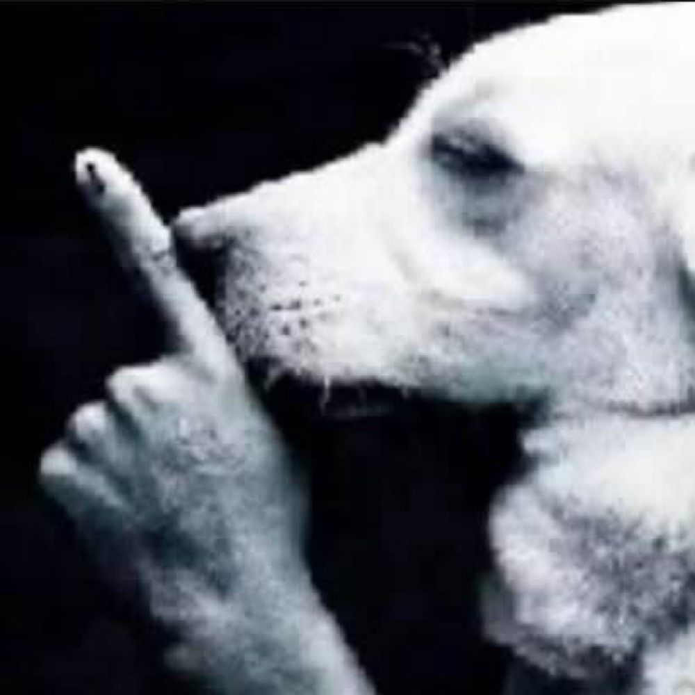 dog begging for boiling water