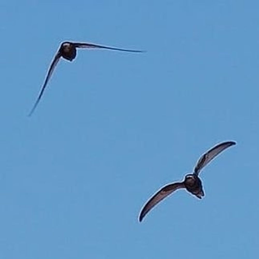 A. Podini