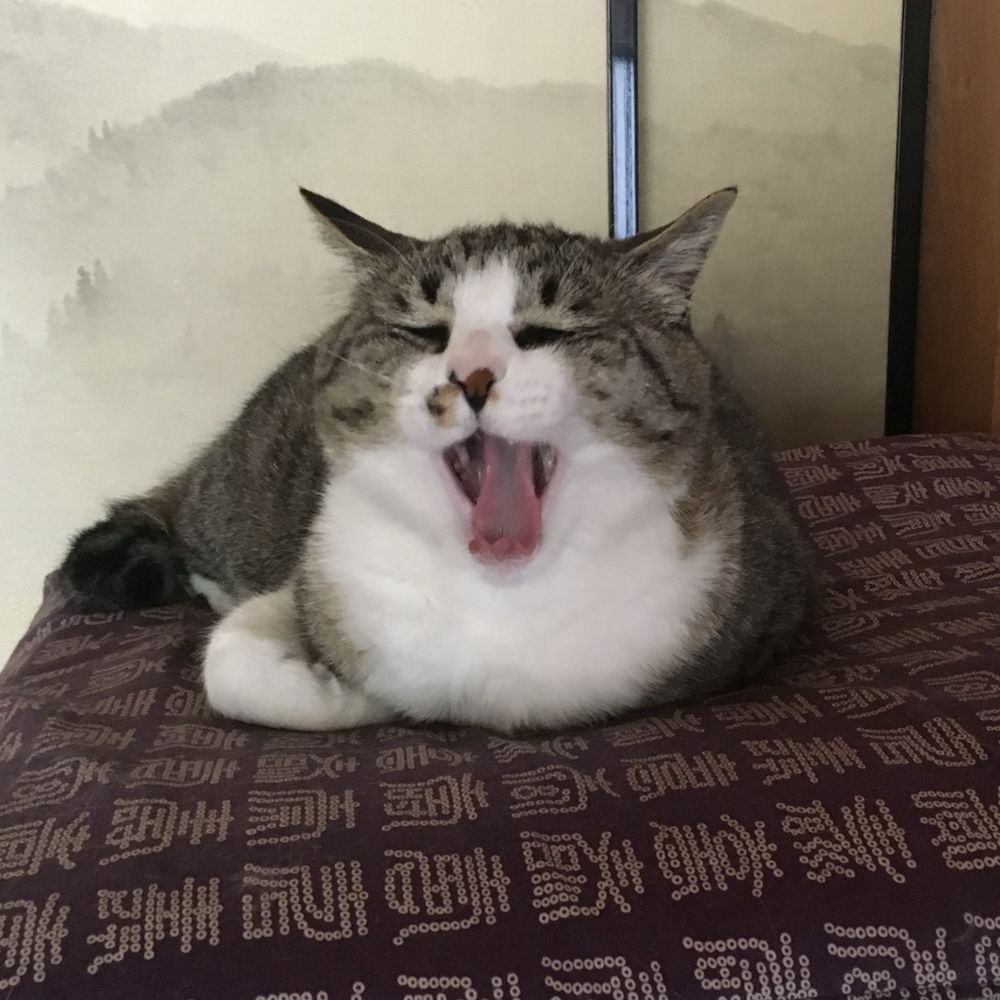 ぽちぐま