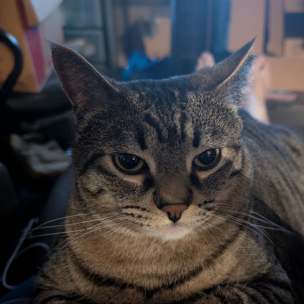 democratcatmom.bsky.social profile picture