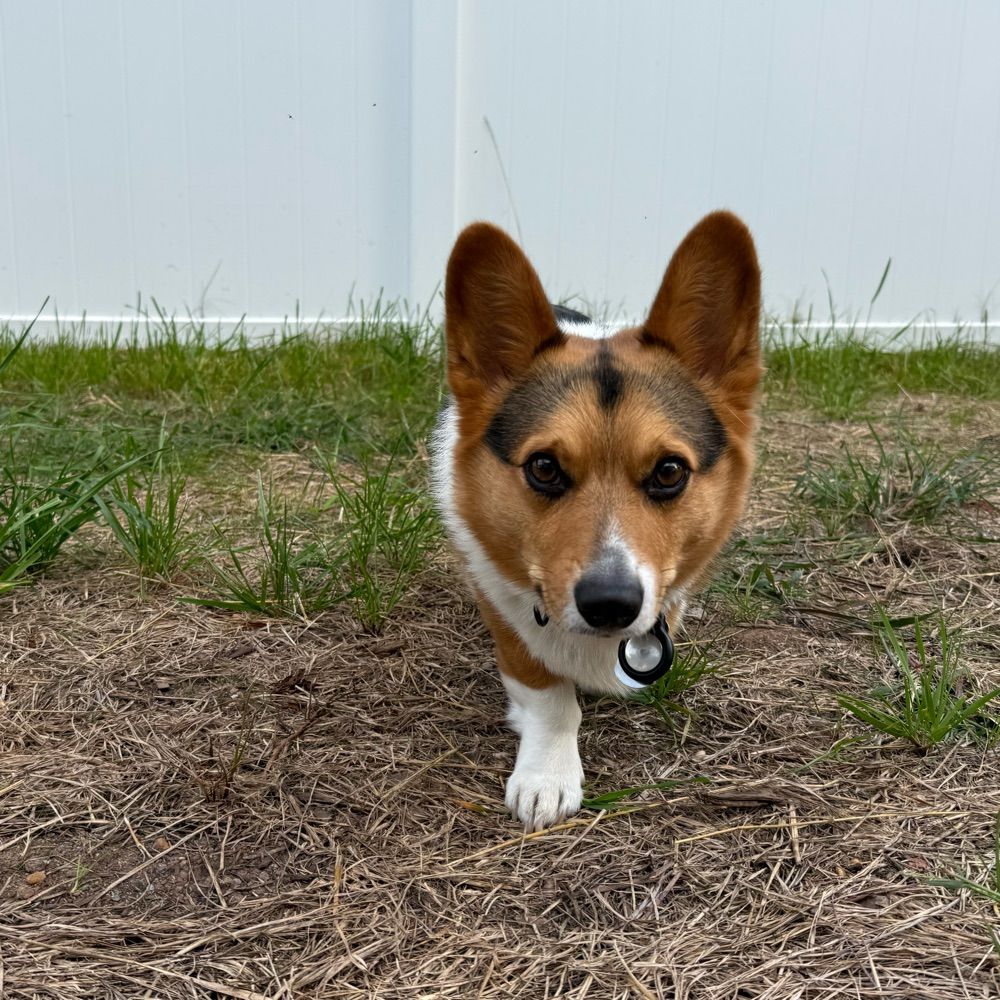 Gabe